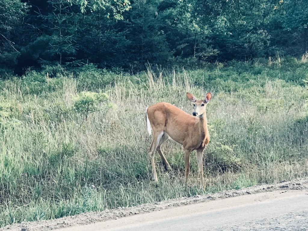 higgins-lake-cottage-beautiful-doe